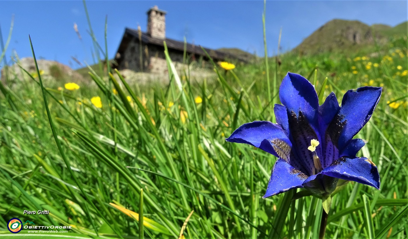 10  Genziana di Koch (Gentiana Kochiana) nei pascoli dei Piani dell'Avaro.JPG